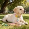 Slip Lead Dog Leash 5Ft Heavy Duty Rope Leash No Pull Pet Training Lead Slip Leash for Large Medium Dogs