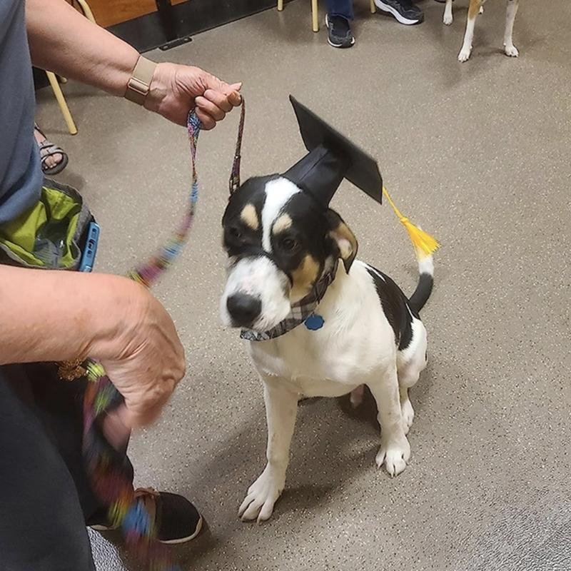 Yellow Tassels Dog Graduation Cap and BowTie Set for Pet Ceremonies Comfortable Polyester Party Accessory