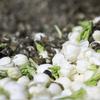 200g New Jasmine Dragon Pearls Green Tea Premium