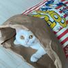 Creative Cute Hidden Food Pet Cat and Dog Kraft Paper Popcorn Paper Bag Puzzle Decompression Sound Chew Dog Toy