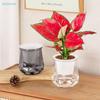 Självvattnande Blomkruka i Plast Genomskinlig Växtkruka Hem Bordskiva Blomkruka Hem Bonsai Dekor Modern Dekor