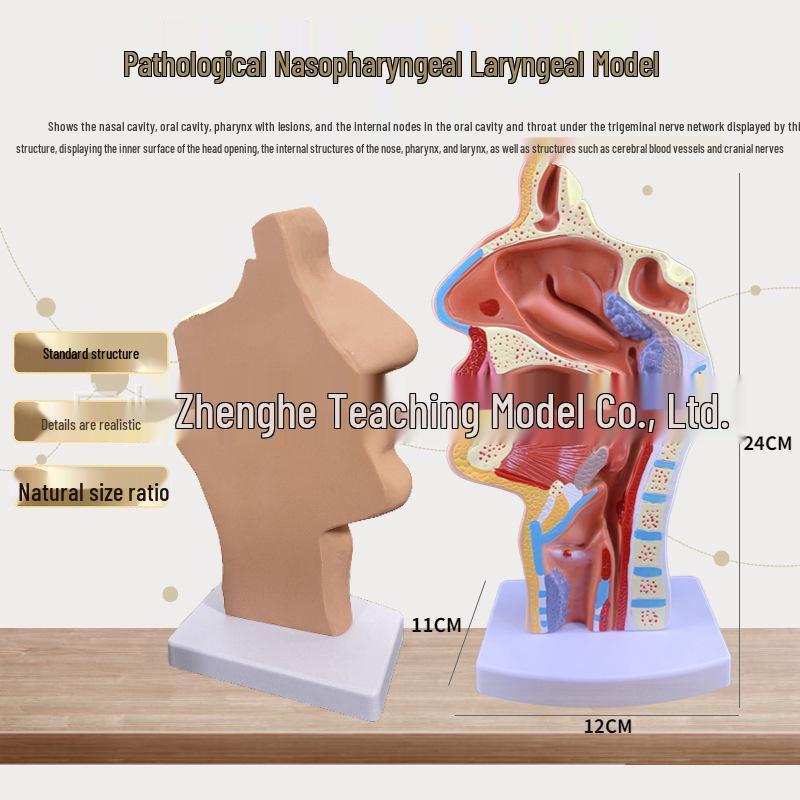 Human Nasal and Oral Cavity Anatomical Model for ENT Education