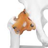 Professional Hip Bone Model Realistic Human Hip Joint Model Hip Joint Teaching Skeleton