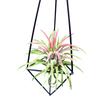 Metal Geometric Hanging Air Plant Holder Rack Air Pineapple Iron Hanging Support