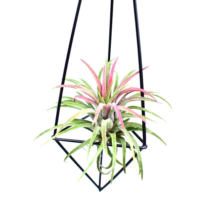 Metal Geometric Hanging Air Plant Holder Rack Air Pineapple Iron Hanging Support