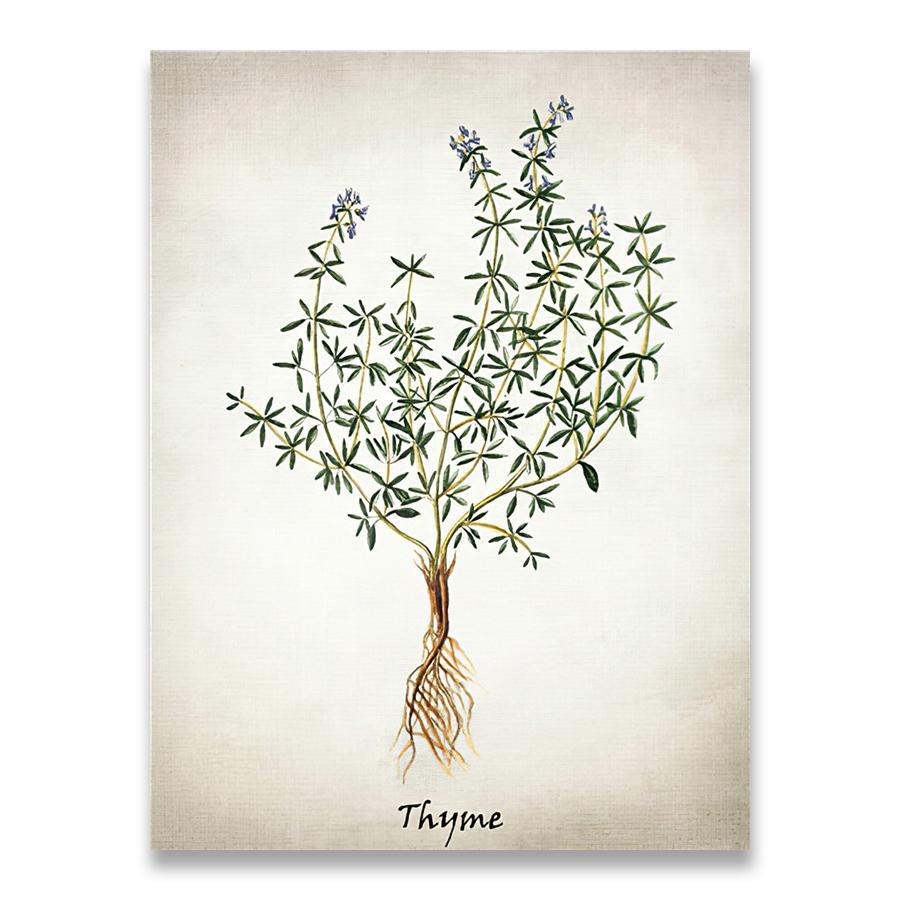 Herb Canvas Art Painting Vintage Herbal Illustrations Posters and Prints Culinary Herbs Botanical Kitchen Wall Art Picture Decor