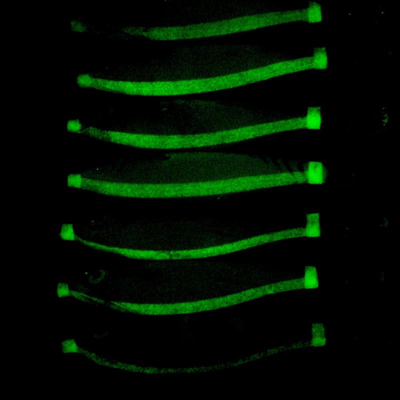 Leuchtende Holzgarnelen 14 Stück 9,5 cm 9 g in Schachtel Hohe Transparenz Köder Haken für Tintenfisch und Makrele Meeresfischen
