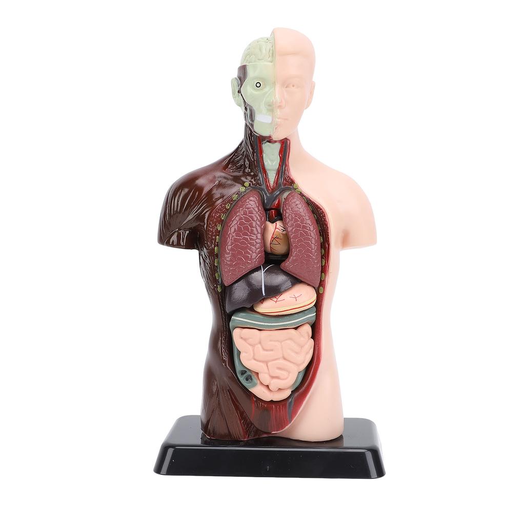 Model lidského těla, anatomie, fyziologie, struktura, orgány, vzdělávací sada pro vědeckou učebnu