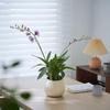Nordic Ceramic Orchid Vase - Light Luxury Style for Small Plants