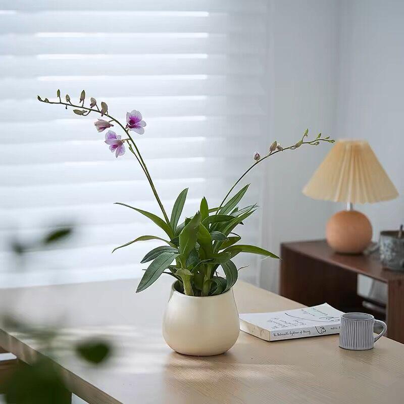 Nordic Ceramic Orchid Vase - Light Luxury Style for Small Plants