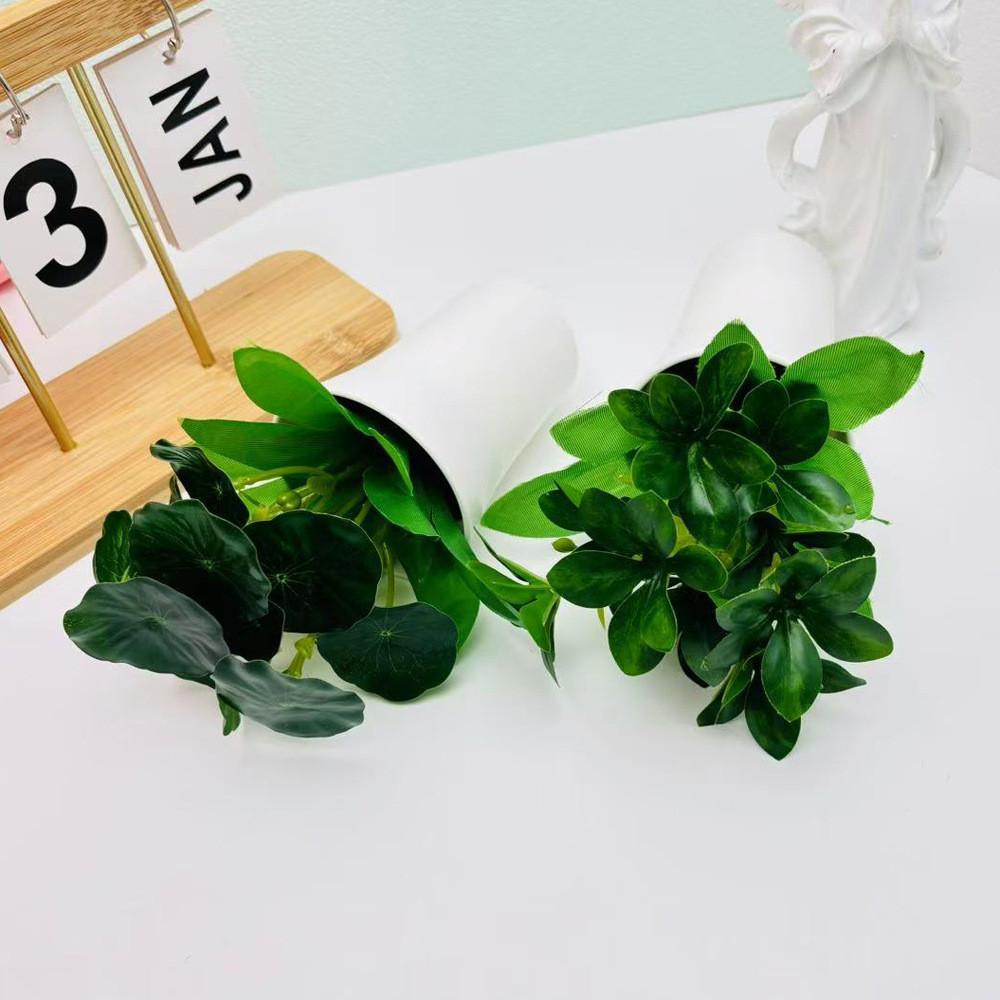 Pudica Schefflera Mimosa Octophylla Green Plant For Home Decor Tabletop