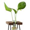 Glasblumenvase Hydroponische Blumenvase Pflanztopf Holzrahmen Heimdeko Blumentopf Knospenvase Modern für Bürotisch
