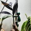 Plant Support Buddy Cuttings Plant Propagation Station Indoor Garden Human Shape Plant Stand Plant Lover Gifts for Sprouts Stems