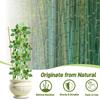 10pcs 3FT Bamboo Trellis For Climbing Plants,Fan-Shaped Plant Support Trellis For Houseplants Ivy Hoya Vine Monstera