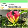 SAFLAX Garten zum Mitnehmen - Afrikanische Kletterlilie - 15 Samen - Mit Topf, Klimadeckel und Anzuchtsubstrat - Gloriosa rothschildiana