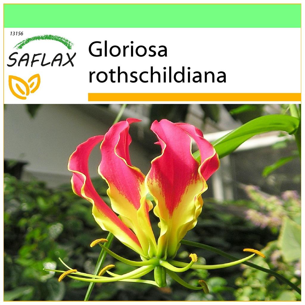 SAFLAX Garten zum Mitnehmen - Afrikanische Kletterlilie - 15 Samen - Mit Topf, Klimadeckel und Anzuchtsubstrat - Gloriosa rothschildiana