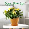 5pcs Indoor Planter Pots with Drainage Hole and Tray Saucer Flower Pots for Indoor Outdoor Garden Plants and Flowers Modern Wave Texture