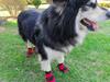 Breathable All-Season Comfortable Pet Dog Shoes