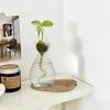 Creative Avocado Hydroponic Vase Simple Transparent Seed Starter Vase Home Desktop Decoration Ornament Gardening Lovers