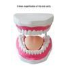 Children's Dental Teaching Aid: Tooth Brushing Toy Model