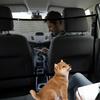 Car Dog Barrier Net Adjustable Truck Divider Back Seat Barrier Heavy-Duty Foldable Isolation Net Non-slip Car Accessories For