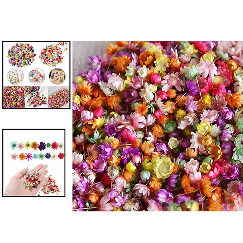 Dried Flowers Set for DIY Crafts Epoxy Resin Jewelry Making Candle Decoration Glass Art Pressed Natural Flowers Kit Wedding