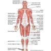 Muscular System Posters Anatomy Chart Human Body Canvas Painting Print Wall Art School Medical Educational Supplies