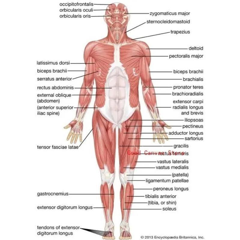 Muscular System Posters Anatomy Chart Human Body Canvas Painting Print Wall Art School Medical Educational Supplies