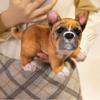 Cute Pet Dog Stuffed Doll Simulation Stand Baggle Dog Toy French Bulldog Plush  Stuffed Animal