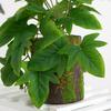 Artificial Amphibian Plants Terrarium Leaves Habitat Decor for Iguana for Turtle