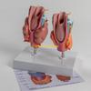 W89C Anatomical Auditory Organ Model with Removable Parts, for Lecture Report