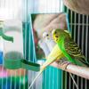 10pcs Bird Waterer Pet Dove Gift Drinker Dispenser for Birds Chicken Feeder Pigeon Home Decor Drinking Bowl Bird Raising Supplie