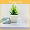 Aloe Vera Simulated Acorus Tatarinowii Succulent Plants For Indoor Decoration