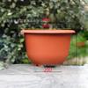 Thickened Plastic Lotus Water Lily Pot for Hydroponics (No Drainage Holes)