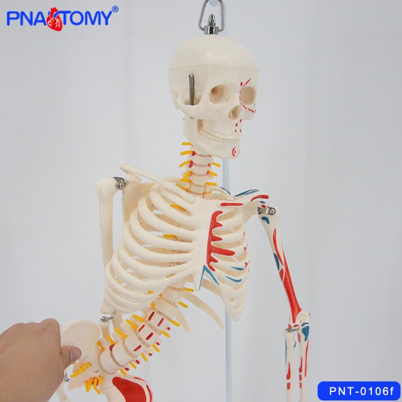 85cm Human Skeleton Model with Movable, Bendable Spine and Limbs, Detachable Parts, and Stand 33x25x85 cm