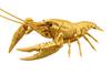 Fujimi Models Free Research Series 24 Living Creatures Edition American Crayfish Plastic Model Kit (FUJIMI) No. EX-5 (Gold)