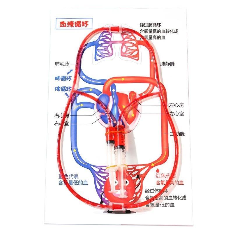 Human Body Circulatory System Model Diy Science Experiment Kit Kids Educational Toy For School Biology Teaching Learning