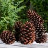 2023 Pine Cone & Dried Flowers for Christmas DIY: Ponderosa, Loblolly, Spruce