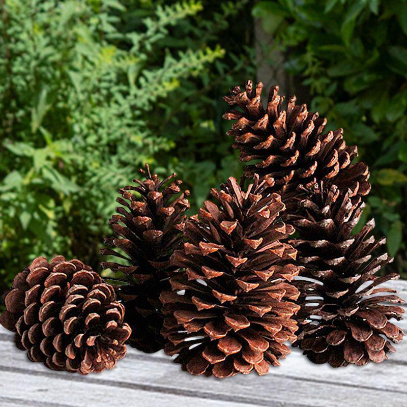 2023 Pine Cone & Dried Flowers for Christmas DIY: Ponderosa, Loblolly, Spruce