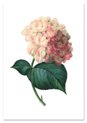 Poster Hortensie Vintage