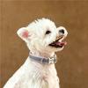 Reflective Dog Collar Small Medium Dogs Adjustable Non-Choke Pet Neck Strap With Engraving Option