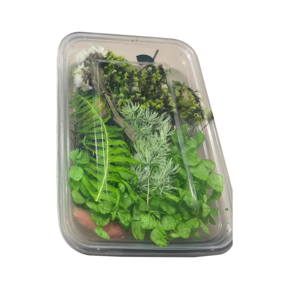 1 Box DIY Aromatherapy Candle Molds Dried Flowers Dry Plants Preserved Flower for Epoxy Resin Casting Mold Crafts Tools