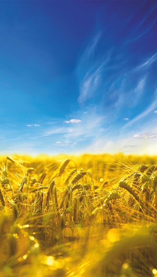 Tablou-încălzitor "Cer și pâine" pe folie Monocrystal 105x60 cm 300 W