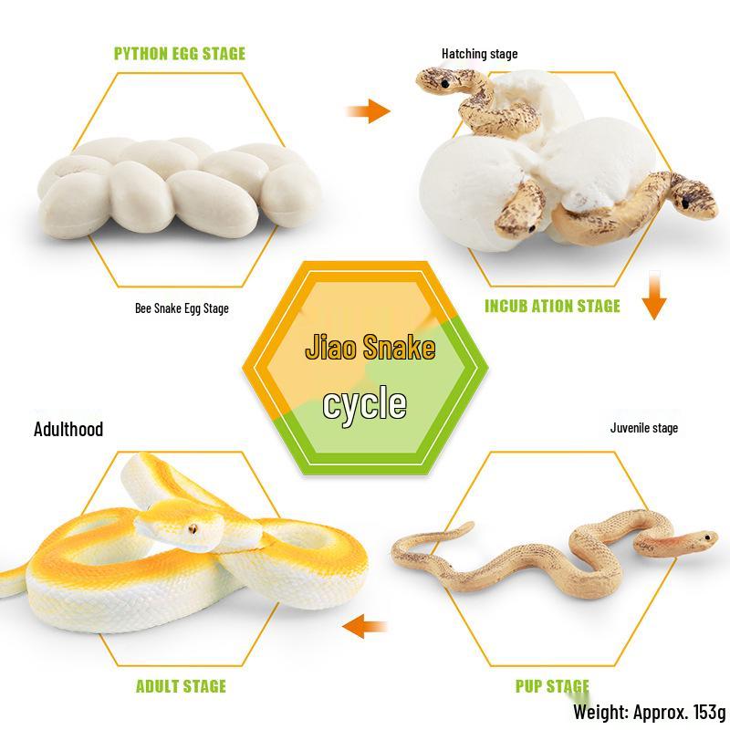 Animal Growth Cycle Models: Chicken, Duck, Goose, Butterfly, Turtle, Frog Montessori Teaching Figurines