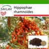 Argousier - 40 graines - Avec substrat de rempotage pour une meilleure culture - Hippophae rhamnoides