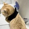 Pet Grooming Suction Cup Holder Adjustable Dog Bathing Restraint Loop Leash for Dogs And Cats Nail Trimming Shower Bathing