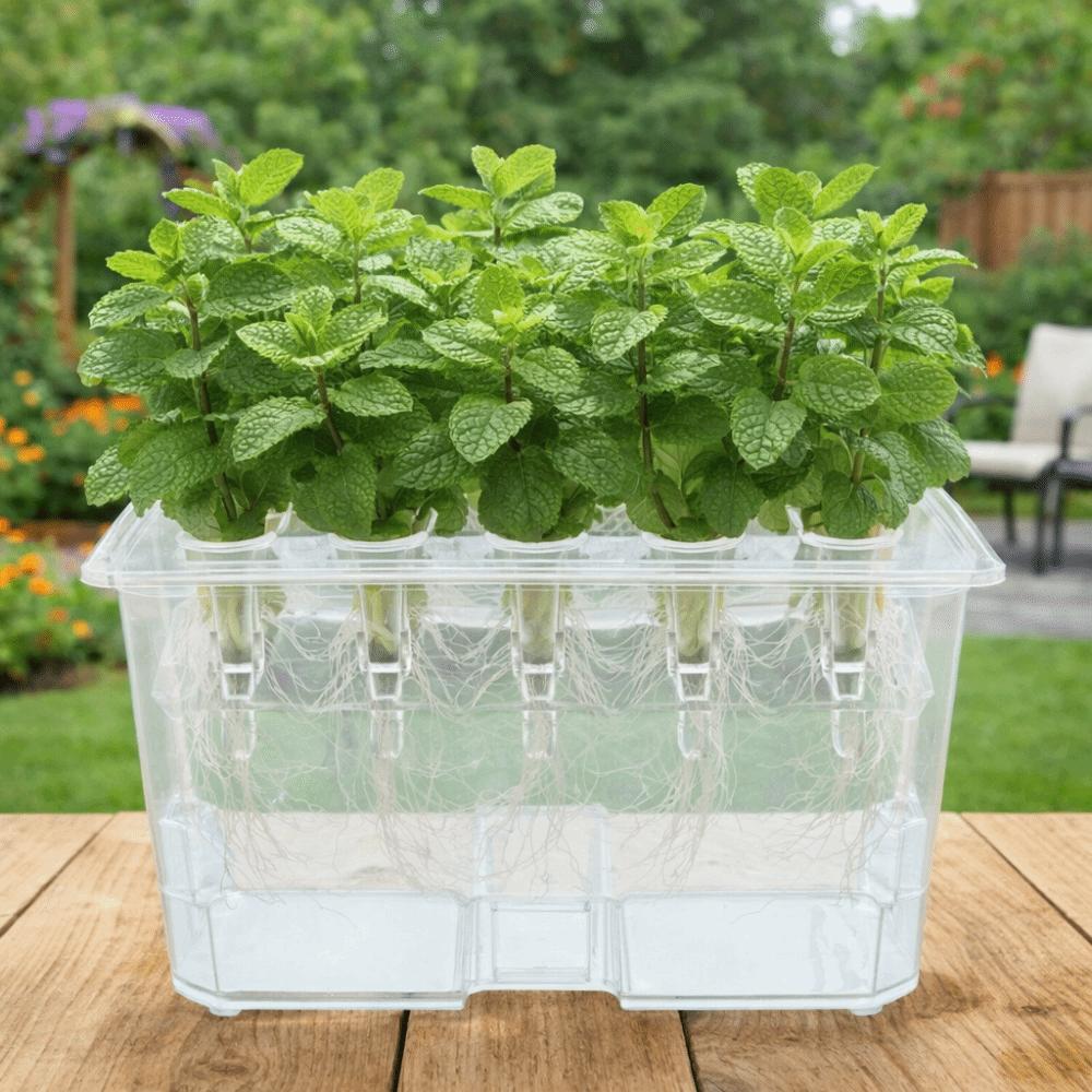 Thicken Hydroponic Box Plastic Planting Container Practical Germination Tray  Indoor Gardening