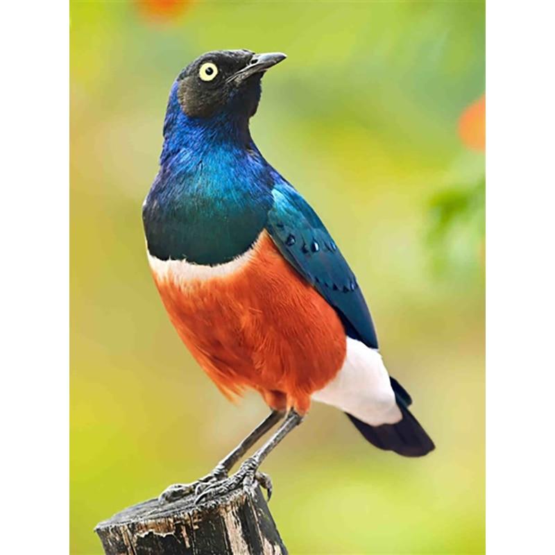 Neue 5D DIY Diamant Malerei Vogel Diamant Stickerei Tiere Kreuz Stich Voll Platz Runde Bohrer Handwerk Wohnkultur Manuelle Geschenk