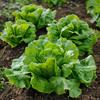 100 Sweet Lettuce Seeds - Semi-Wild Permaculture