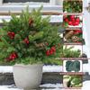 2 Pack 24' Battery-Operated Christmas Tree Urn with Pinecones, Red Berries & Lights - Outdoor Holiday Decor